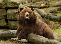 Zoo Děčín Grizzly